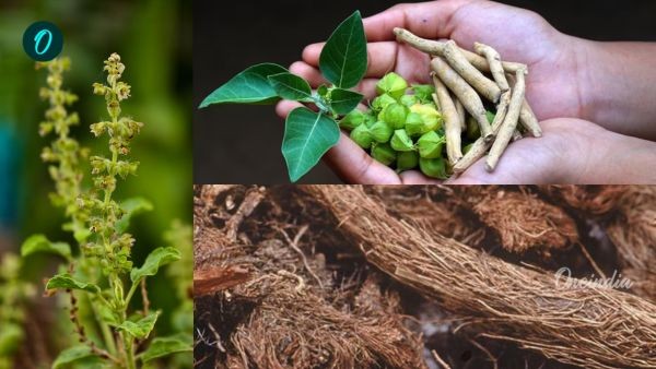 Dying Herbal Wealth How Global Warming is Destroying Tulsi Ashwagandha and India s Ancient Medicine