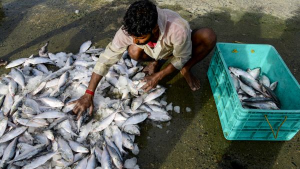 Bangladesh Halts Indian Hilsa Imports Citing Quality Control And Domestic Market Protection Issues Bangladesh Halts Indian Hilsa Imports Citing Quality Control And Domestic Market Protection Issues