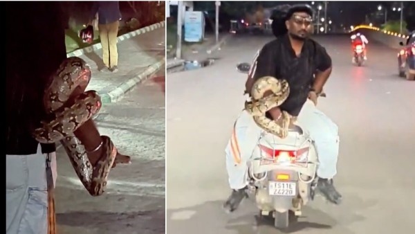 Huge Indian Rock Python Rescued Near Hyderabad s Durgam Cheruvu IT Hub Safely Moved to Safety Huge Indian Rock Python Rescued Near Hyderabad s Durgam Cheruvu IT Hub Safely Moved to Safety