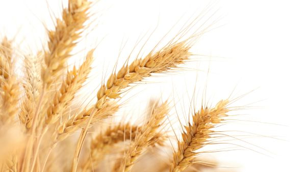 Bangladesh Books 200000 Tonnes of Indian Wheat as Black Sea Grain Supplies Tighten Globally Today