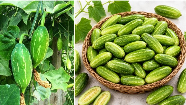 Ivy Gourd benefits as Proven minerals such as calcium potassium and iron supporting overall well being