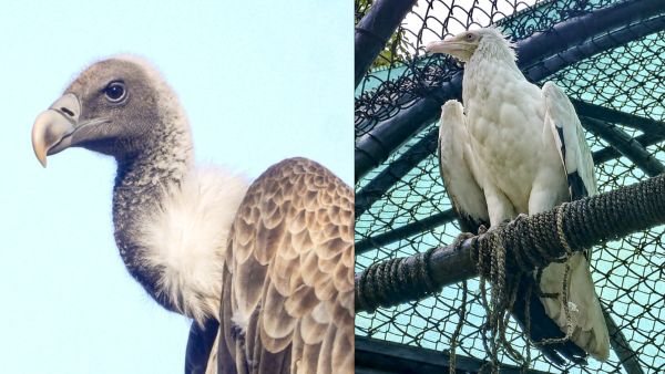Delhi Zoo Searches for Mate for Jatayu the Lone Egyptian Vulture Living Alone for Over 20 Years Delhi Zoo Searches for Mate for Jatayu the Lone Egyptian Vulture Living Alone for Over 20 Years