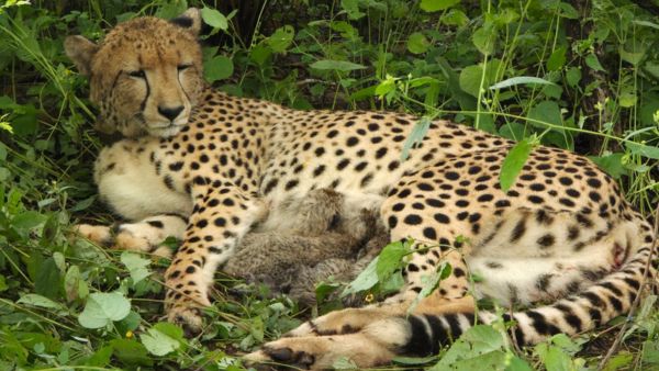 Rare Cheetah Coalition in Kuno National Park Unrelated Indian and Botswana Male Cheetahs Form Strong Bond Rare Cheetah Coalition in Kuno National Park Unrelated Indian and Botswana Male Cheetahs Form Strong Bond
