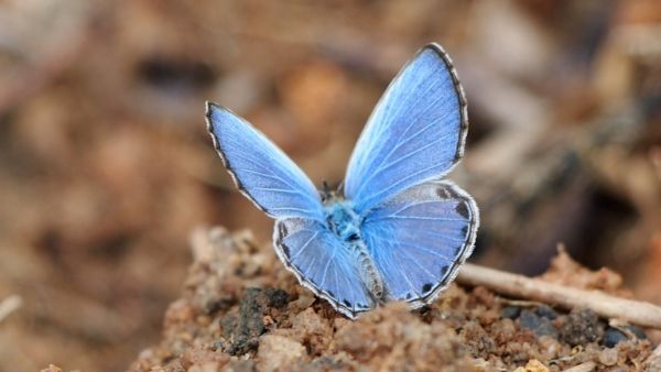 UK Large Blue Butterfly Reintroduction Success Extinct Insect Sees 1 866 Percent Growth Over 40 Years