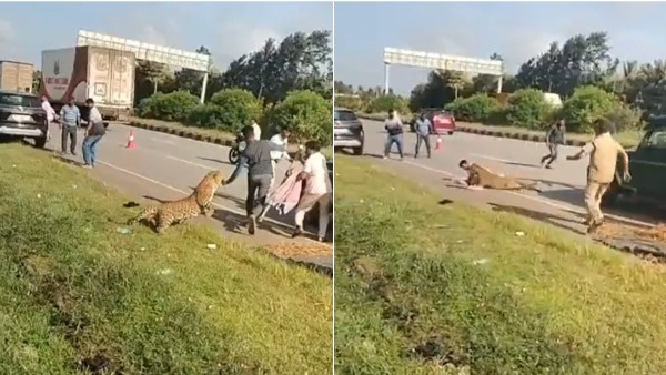 Leopard Hit by Car in Davangere in Karnataka Rescue Operation Turns Dangerous Official Knocked Down Leopard Hit by Car in Davangere in Karnataka Rescue Operation Turns Dangerous Official Knocked Down