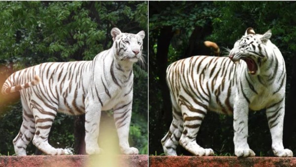 MoU Presented at Hyderabad Zoological Park as Siddharth Shah Adopts White Tiger Cub on His Son Birthday MoU Presented at Hyderabad Zoological Park as Siddharth Shah Adopts White Tiger Cub on His Son Birthday