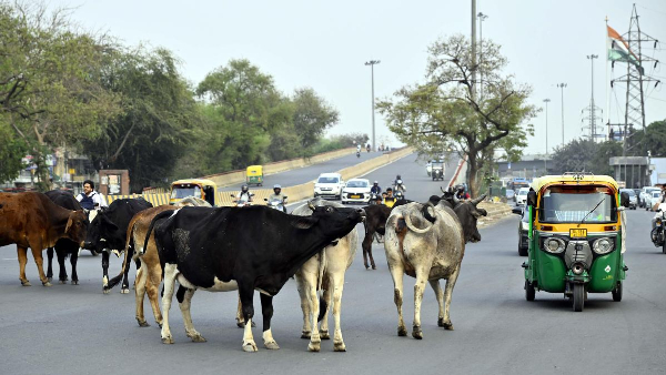 NHAI Accidents involving cattle on N Hs NHAI s excellent decision to remove cattle and animals