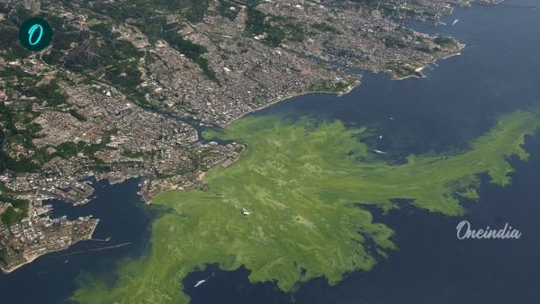 Rising Nitrogen Pollution Threatens Coastal Waters And Marine Food Security Worldwide Study Warns Rising Nitrogen Pollution Threatens Coastal Waters And Marine Food Security Worldwide Study Warns