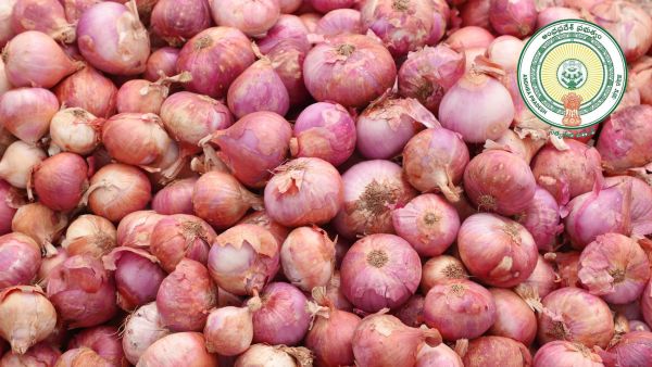 AP Govt Offers Subsidized Onions at Rs 32 per Kg in Rythu Bazars Amid Soaring Retail Market Prices