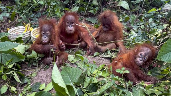 Five Rare Orangutans Rescued in Odisha Forest as Officials Suspect International Wildlife Smuggling Five Rare Orangutans Rescued in Odisha Forest as Officials Suspect International Wildlife Smuggling