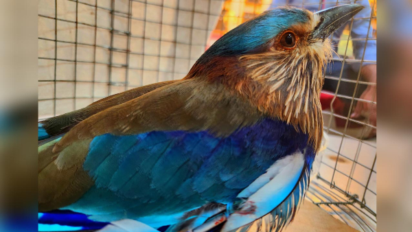Telangana Forest Department Warns Against Catching Palapitta Birds Ahead of Dasara Festival
