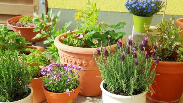 Aparajita Plant Placement as per Vastu Benefits North East and Entrance for Good Fortune Directions