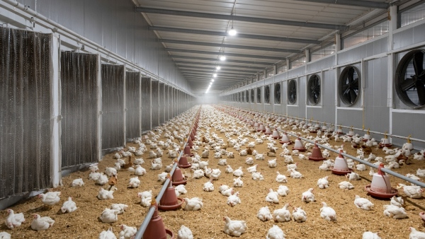 polutry best income business The AP government backs poultry business earns between 1 lakh and 2 5 lakhs per month polutry best income business The AP government backs poultry business earns between 1 lakh and 2 5 lakhs per month