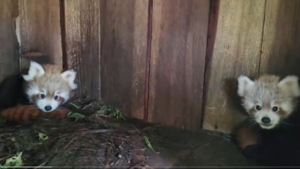 Sikkim Zoo Celebrates Record Six Red Panda Births Marking Major Milestone in Captive Breeding Program Sikkim Zoo Celebrates Record Six Red Panda Births Marking Major Milestone in Captive Breeding Program