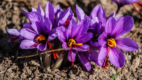 How Rooftop Solar Panels Can Double Saffron Yield And Generate Electricity At The Same Time How Rooftop Solar Panels Can Double Saffron Yield And Generate Electricity At The Same Time