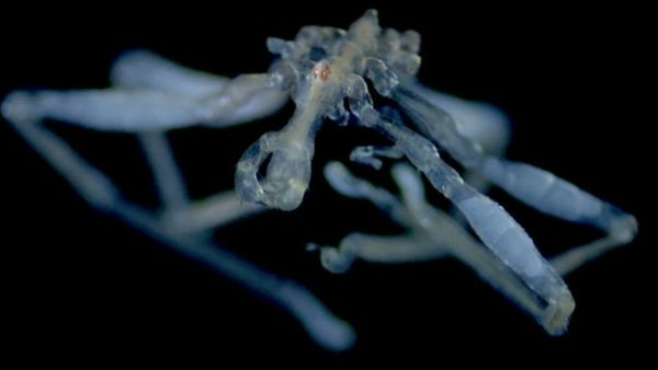 First New Sea Spider Species Described in Salish Sea in Nearly 100 Years Feature Bizarre Biology First New Sea Spider Species Described in Salish Sea in Nearly 100 Years Feature Bizarre Biology