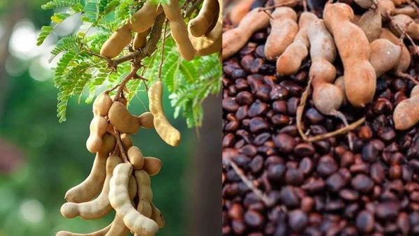 Tamarind Seeds Business Massive Industry and Health Benefits Behind Salt Exchange key industrial applications Tamarind Seeds Business Massive Industry and Health Benefits Behind Salt Exchange key industrial applications
