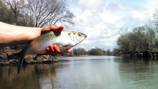 Virginia River Restoration Success 70-Year Dam Removal Reopens Nearly 130 Miles of Fish Habitat Virginia River Restoration Success 70-Year Dam Removal Reopens Nearly 130 Miles of Fish Habitat