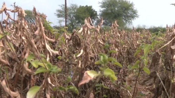 1972 Drought Memories Revived in Yavatmal Massive Crop Losses Leave Farmers in Deep Distress