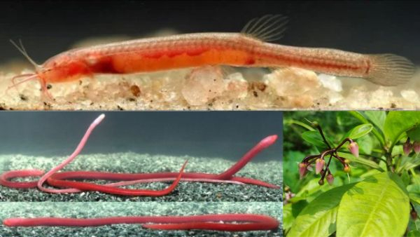 Rare Assam Wildlife Discovery 204 Years Lost Shrub Returns As Scientists Find Unique Blind Well Fish Rare Assam Wildlife Discovery 204 Years Lost Shrub Returns As Scientists Find Unique Blind Well Fish