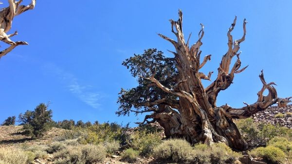 Exploring Earth s Oldest Trees California s Ancient Bristlecone Pines Weather Hardships for Ages Exploring Earth s Oldest Trees California s Ancient Bristlecone Pines Weather Hardships for Ages