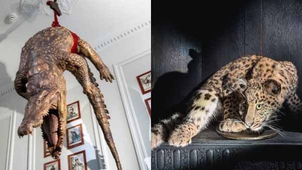 Step Inside Amsterdam s New Art Zoo Where Humans Stay in Cages and Taxidermy Animals Roam