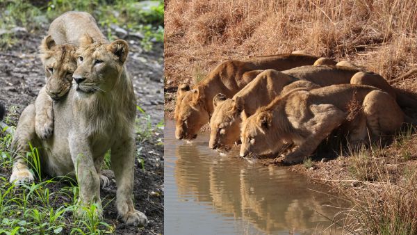 Asiatic Lions Find New Refuge in Barda Sanctuary as Population Expands Beyond Gir Forest Stronghold Asiatic Lions Find New Refuge in Barda Sanctuary as Population Expands Beyond Gir Forest Stronghold