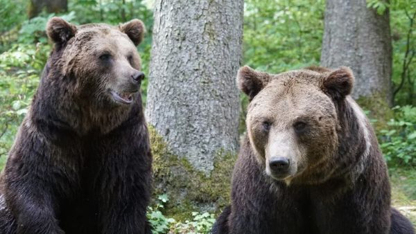 India To Estimate All 4 Bear Species Population WII Launches Major 5 Year Survey To Reduce Human Conflicts