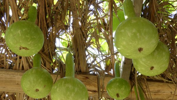 Bengaluru Farmer Earns 15 Lakh Rupees a Month by Exporting Baby Bottle Gourds to Qatar Country Bengaluru Farmer Earns 15 Lakh Rupees a Month by Exporting Baby Bottle Gourds to Qatar Country