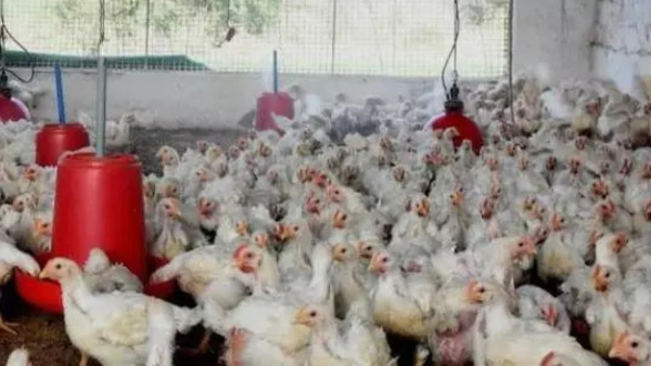 Bird Flu Anantapur Over 2 000 Chickens Die in Siddharampuram Farm Officials on High Alert key instructions
