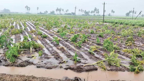 Central Team Visits Andhra Pradesh Today to Assess Cyclone Arnab Damage cm chandrababu also visiting 2nd day