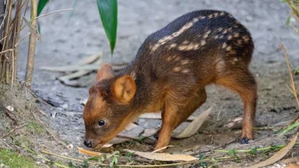 Meet the World s Smallest Pudu Deer Barely Four Apples Tall and Weighs Only a Few Kilograms Meet the World s Smallest Pudu Deer Barely Four Apples Tall and Weighs Only a Few Kilograms