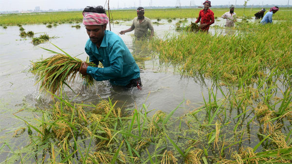 Rat Menace Devastates Paddy Fields in east and west Godavari Districts Farmers Spend Over 3500 Per Acre on Control Measures