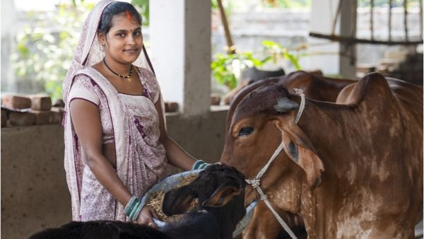 Gujarat Integrated Dairy Development Scheme Empowers Tribal Women With Financial Independence And Support Gujarat Integrated Dairy Development Scheme Empowers Tribal Women With Financial Independence And Support