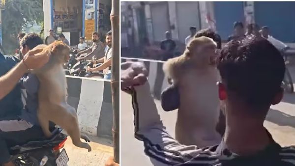 Terrorizing Monkey Captured In Haryana Palwal After Rs 51000 Reward Angry Locals Slap Captured Animal