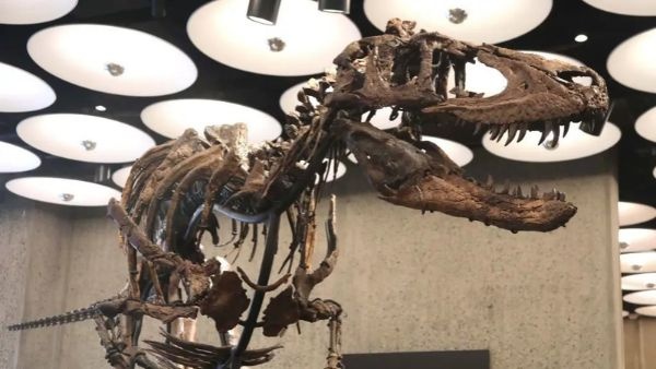 Rare Nanotyrannus dinosaur Skeleton Sells For Record USD 47 3 Million At Sotheby Auction In New York Today Rare Nanotyrannus dinosaur Skeleton Sells For Record USD 47 3 Million At Sotheby Auction In New York Today