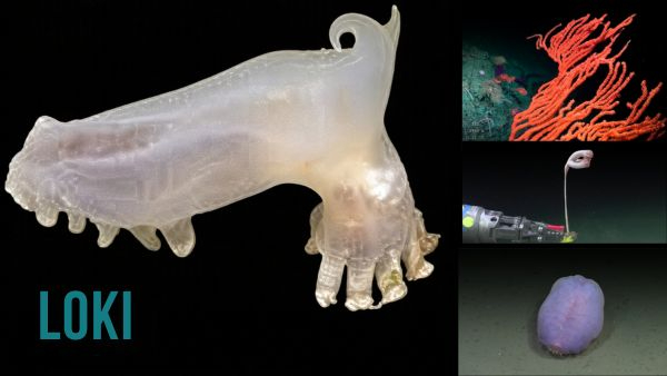 Scientists Discover 57 New Marine Species Hiding 3 500 Metres Beneath the South Atlantic Ocean