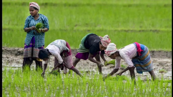 No Crop Holiday Declared in Telangana - Minister Tummala Clarifies Against False Propaganda No Crop Holiday Declared in Telangana - Minister Tummala Clarifies Against False Propaganda