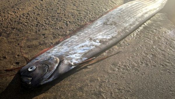 16 Foot Oarfish Wash Ashore In Chile Sparking Intense Global Fears Of Massive Earthquakes And Tsunamis 16 Foot Oarfish Wash Ashore In Chile Sparking Intense Global Fears Of Massive Earthquakes And Tsunamis