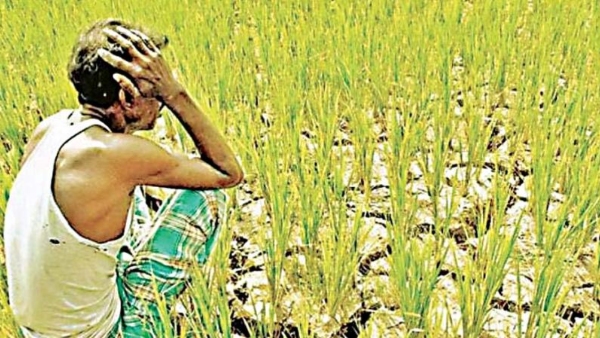 Pest Threat to farmers pest threat Hits 5 Lakh Acres of Crops in Telangana Amid Dry Weather Pest Threat to farmers pest threat Hits 5 Lakh Acres of Crops in Telangana Amid Dry Weather