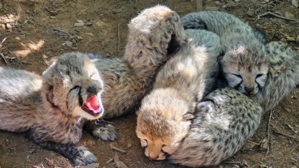 New Chapter in Project Cheetah Indian-Born Female Cheetah Delivers 5 Cubs in Kuno National Park New Chapter in Project Cheetah Indian-Born Female Cheetah Delivers 5 Cubs in Kuno National Park