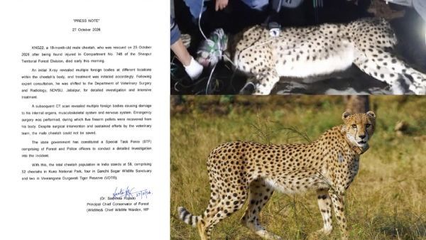 Project Cheetah Setback 19 Month Old Cheetah KNG22 Dies After Surgery Recovers Five Gunfire Pellets