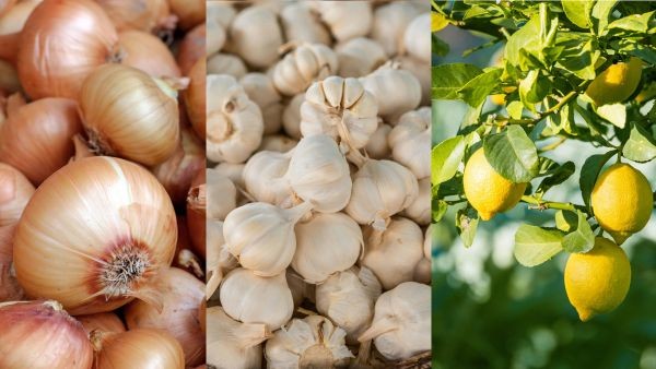 Onion Prices Skyrocket By 108 Percent As India Retail Inflation Crosses 5 Percent Mark In September Onion Prices Skyrocket By 108 Percent As India Retail Inflation Crosses 5 Percent Mark In September