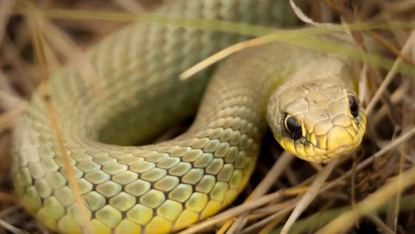Revolutionary AI Liquid Crystal Sensor Identifies Snake Venom Accurately in Just Four Minutes Revolutionary AI Liquid Crystal Sensor Identifies Snake Venom Accurately in Just Four Minutes