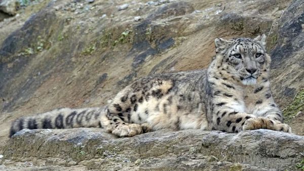 First Himalayan Snow Leopard Assessment India Records 718 Big Cats With Ladakh Leading Population Count First Himalayan Snow Leopard Assessment India Records 718 Big Cats With Ladakh Leading Population Count