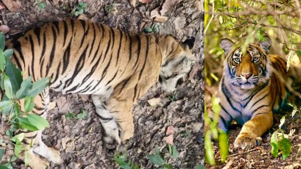 Famous Tigress Dotty Dies of Old Age in Bandhavgarh Reserve Forest Department Monitors Two Cubs