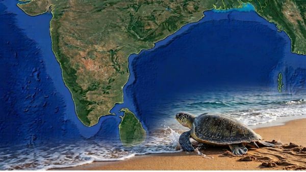 Historic Turtle Migration Rewrites Marine Biology Science After Crossing Palk Strait From Odisha Historic Turtle Migration Rewrites Marine Biology Science After Crossing Palk Strait From Odisha