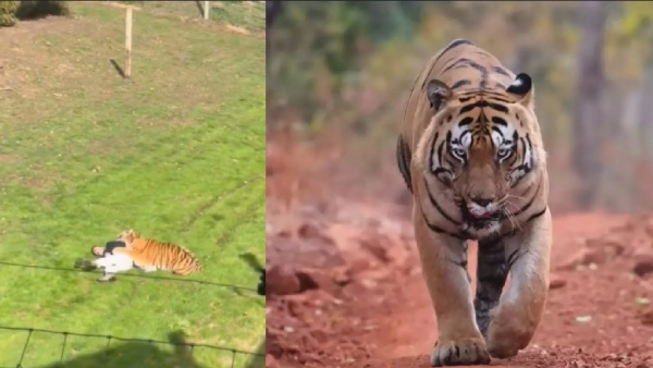 Man Mauled to Death After Jumping Into Tiger Enclosure at UK Wildlife Park Sparking Major Safety Shock