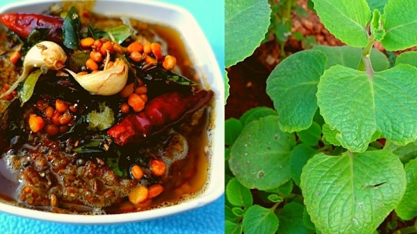 Vamaku Pachadi Recipe Easy Ajwain Leaves Chutney with Peanuts Sesame amp amp Green Chillies super taste Vamaku Pachadi Recipe Easy Ajwain Leaves Chutney with Peanuts Sesame amp amp Green Chillies super taste