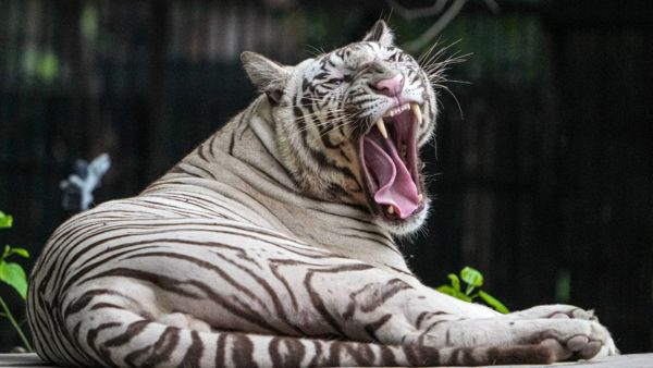 Uttarakhand Gets Its First White Tiger Tejas Reaches Dehradun Zoo Via Animal Exchange Program